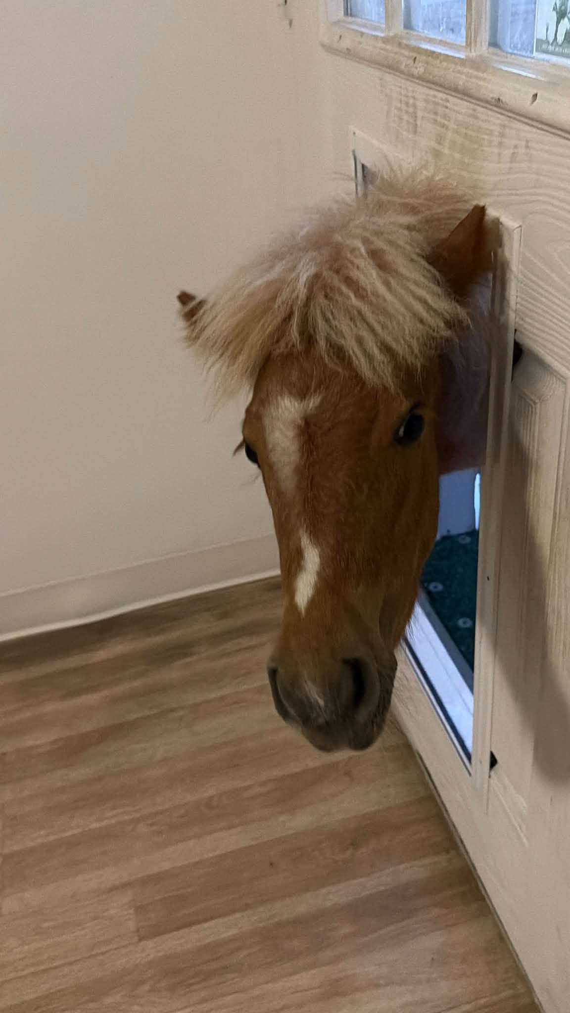 A curious pony peeking through the doorway in Nana’s Facebook photograph
