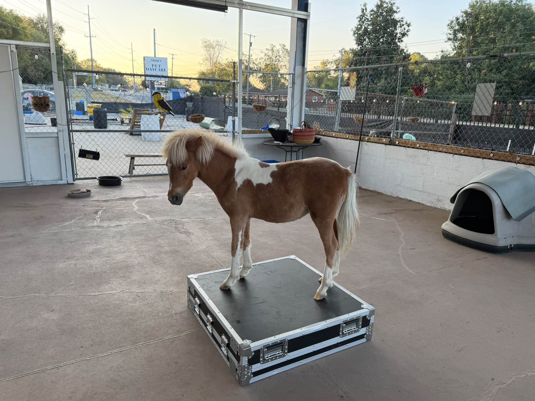 A miniature pony in the enclosure with Nana’s Pet Daycare sign behind